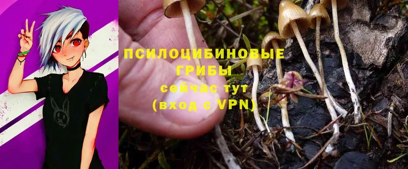 OMG ссылки  Клинцы  Псилоцибиновые грибы Psilocybe 